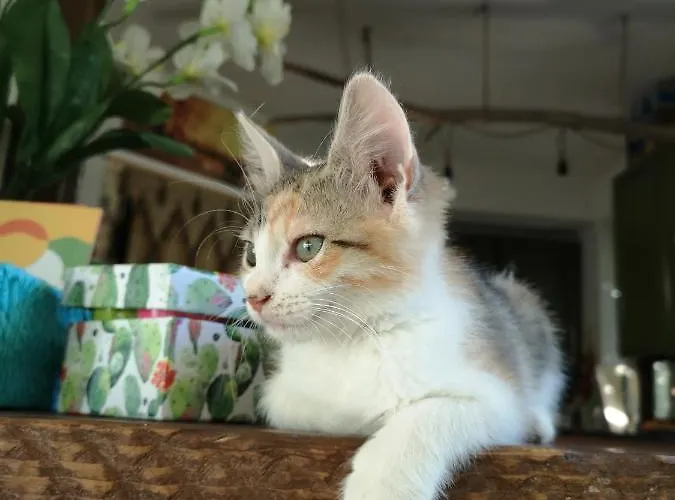 Makuti بوزالو